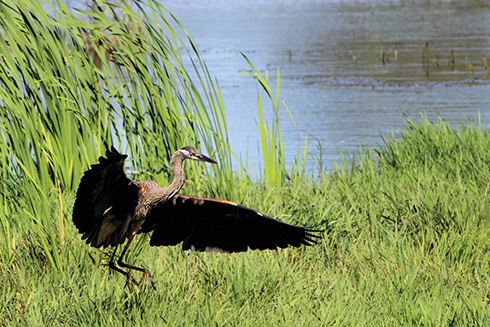 wetland-heron