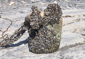 Zebra mussels on anchor