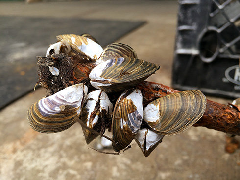 Zebra mussels on anchor.
